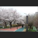 성내4교 아래 | 서울 송파둘레길 1코스 성내천구간 벚꽃