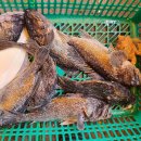 스카이좌대낚시터 이미지