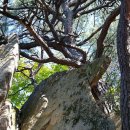 바위와소나무 이미지