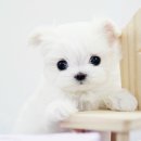 이쁜강아지 네이버블로그