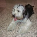 옆집강아지 이미지