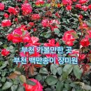 춘의역 1번출구와 2번출구 사이 | 부천 가볼만한곳] 2026 부천 백만송이 장미원 축제 총정리 (일정, 주차 팁)