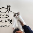다다캣 이미지