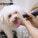 미용하는 퍼피마미 이미지
