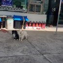 팔영주유소 이미지