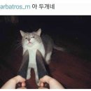 쑈유족발 네이버블로그