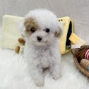 내 품안의 반려견(강서점) | 문래동강아지분양 내 품안의 반려견에서