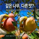 22번청과
