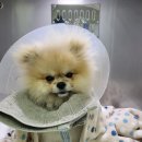 루원하이동물병원 이미지