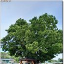 대안4리마을회관 이미지