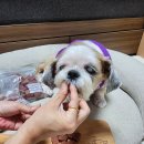 정육(肉)점