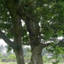 연리지가든 이미지