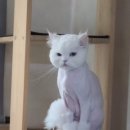 놀러와캣독 이미지