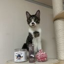 홀릭캣 | 자유펫 레드캣폴 우리집 고양이가 제일 좋아하는 마따따비향 스프레이 자유펫 캣홀릭 세트 제품 후기