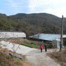 김명환농장 Daum카페