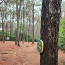 목상동 솔밭길 이미지