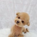 노크노크 강아지미용실 이미지