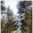 GR(금산군)-[산내로]-하-8 | 대전 근교 가볼 만한 곳 금산 수심대 산림문화타운 요광리 은행나무 추어탕 마을 만인산 여행