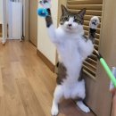 뜰안에냥 이미지