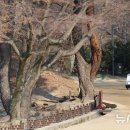 순라