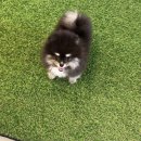 도그도기 이미지