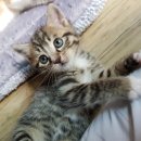 뽀시래기 이미지