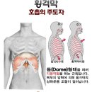 횡격막 이미지