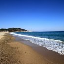 장사해수욕장(솔밭) 이미지