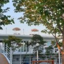 나무와 해(海) 이미지