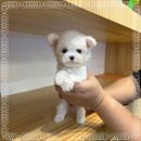 부산강아지 분양 가족의마음으로 디몽 광안리본점