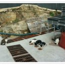 거창-마리-3 이미지