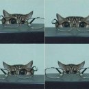 으뜸50안경 상현점 이미지