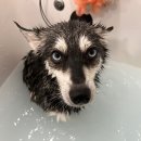 서현애견미용실 이미지