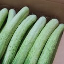 선산한우농장 | 백다다기오이로 알토란 물엿 오이지만들기 (feat. 문수네농장)