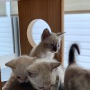 MJ캐터리 이미지