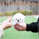 퍼피아이애견 이미지