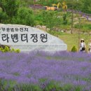 라벤더 뉴시스