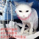 야옹하다 | [처음이 후기] #야옹아놀자 구리태릉점 고양이무마치미용 /구리 남양주 다산 갈매 별내 태릉 중랑 중화...