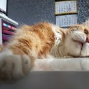 탑케어동물의료원 이미지