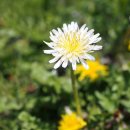 민들레 한약국 이미지