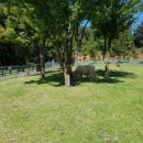 송이목장 이미지