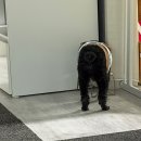 한걸음더 재활한방 동물병원 | 2025년 11월, 네번째 일상 [건강검진/고카프/한걸음더재활한방동물병원]