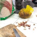 요리하는 집사 이미지