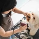 24시애견미용 이미지