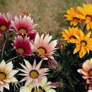 가자니아 이미지