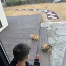 이른비스테이