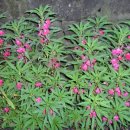 고정화할망집 이미지