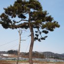 금마조경 이미지
