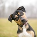 멍멍&DOG 이미지