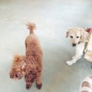 봉구랑 도도 이미지